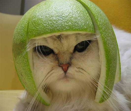 cat-hat.jpg
